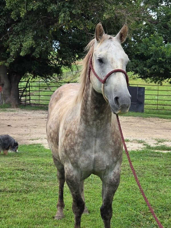 A horse standing on grass with a rope halter.