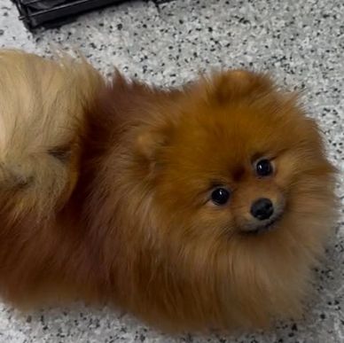 Female
Born July 14, 2022
AKC Registered
Sweet and GORGEOUS!!
