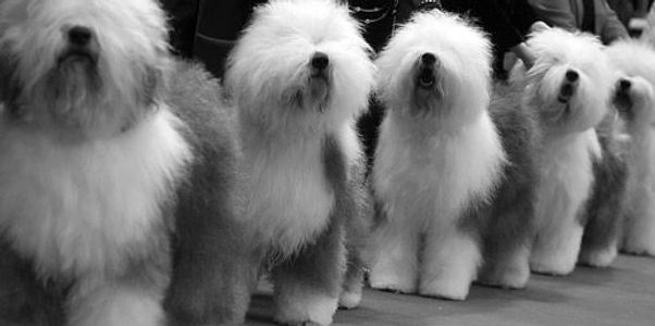 Old English Sheepdog Dog Breed - Facts and Traits