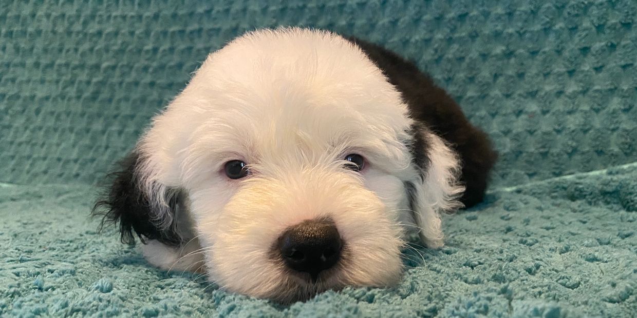 
We have an opening for one of our beautiful boys from Kit and Maybelline's litter. They will be rea