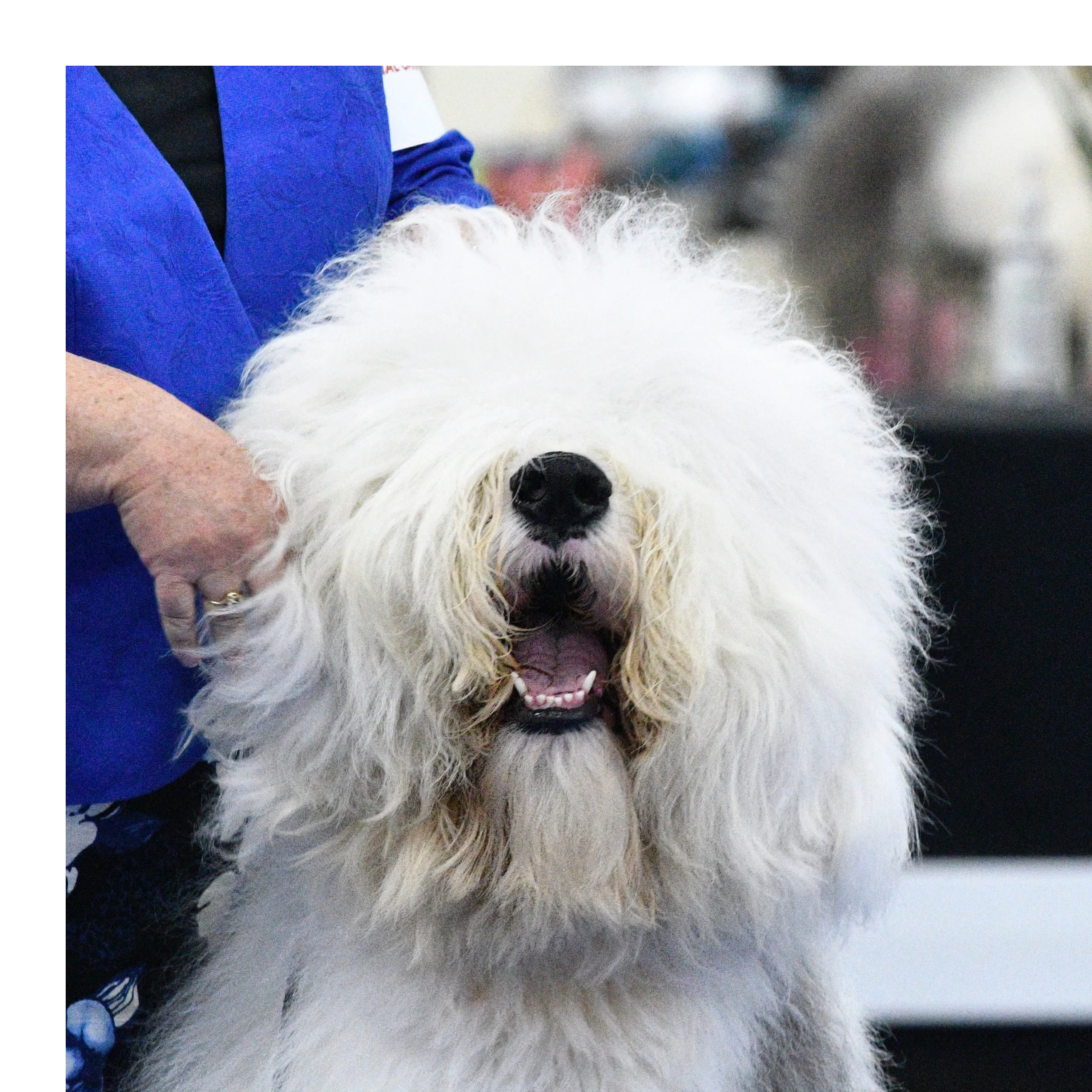 THIS DOG! <3  Old english sheepdog, English sheepdog, Old english