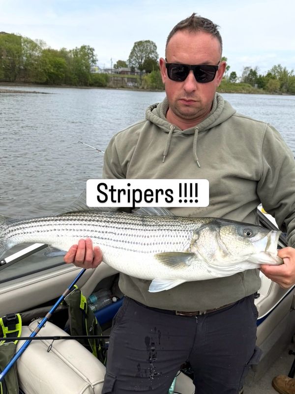 Man holding a large striped bass fish on a boat.