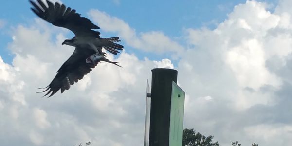 Osprey with a catfish on Manchester Waterway