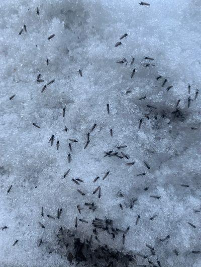 Ants crawling on icy snow.