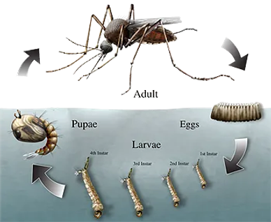 Lifecycle stages of a mosquito from egg to adult.