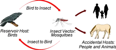Lifecycle of West Nile Virus transmission involving birds, mosquitoes, horses, and humans.