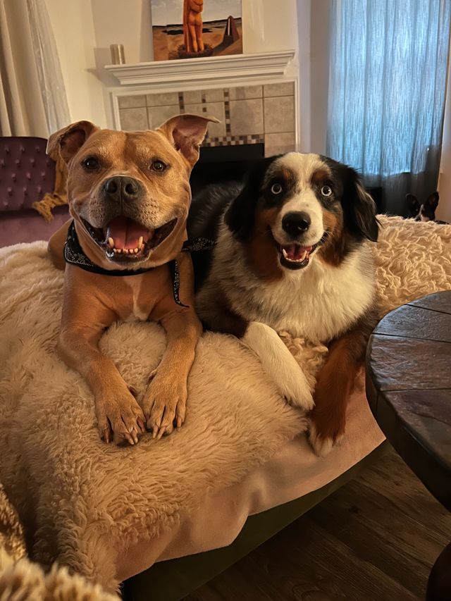 Happy training client dog 12