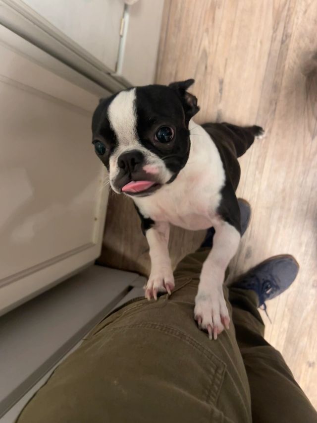 Happy training client dog 8