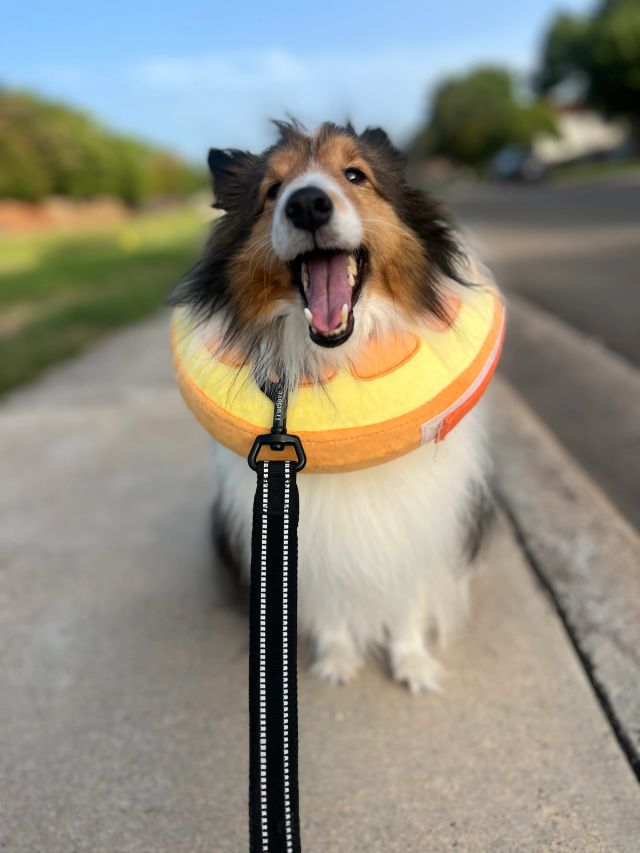 Happy training client dog 10