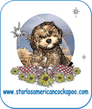 Starlo's American Cockapoos