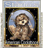 Starlo's American Cockapoos