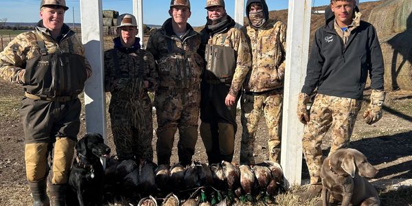 Six hunters in camouflage with two dogs and a row of hunted birds.