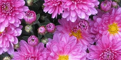 pink flowers