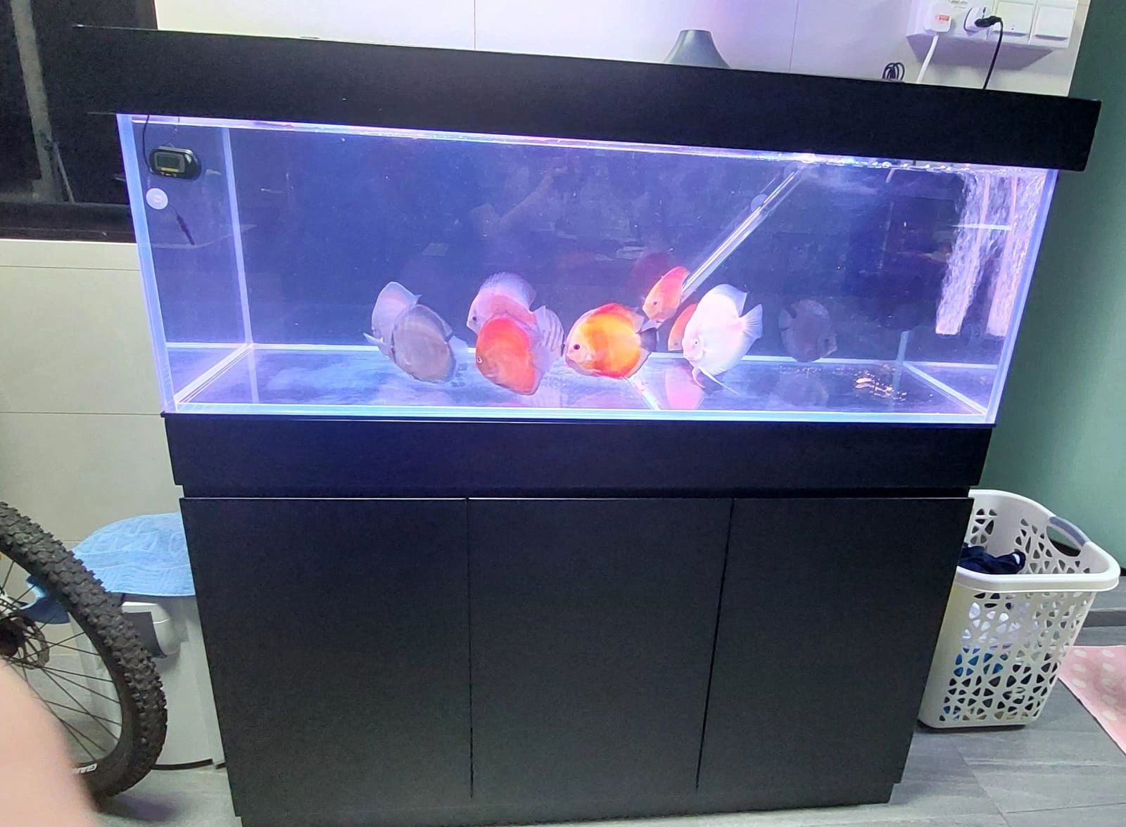 EC Aquatic - Aquascape, Fish Tank