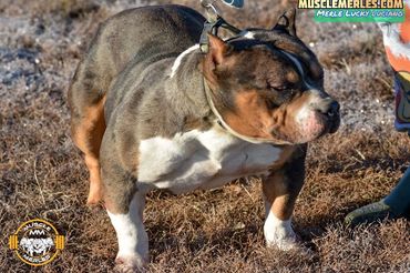 World’s first Merle Lucky Luciano Son
Merle American Bully