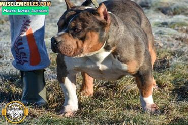 World’s first Merle Lucky Luciano Son
Merle American Bully