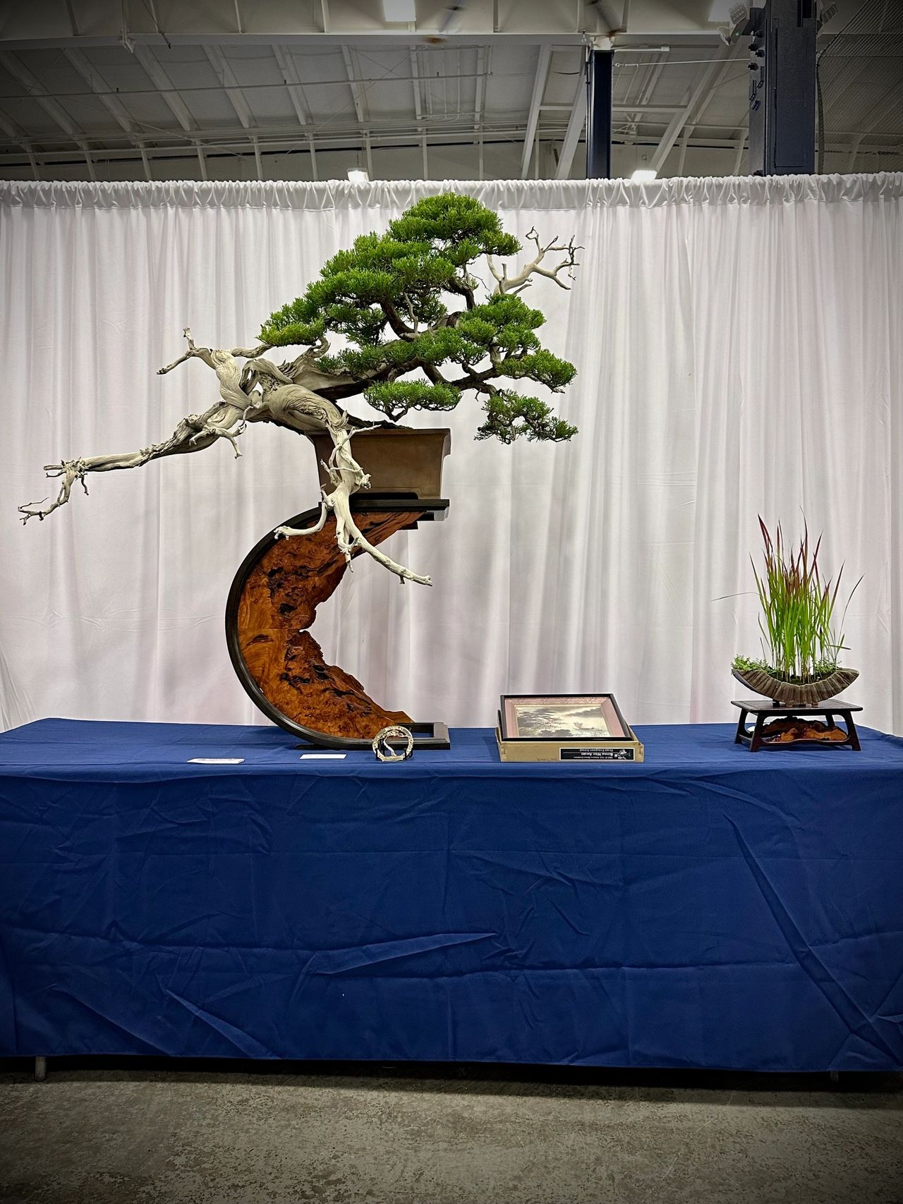 cypress bonsai Hinoki Cypress Bonsai Tree