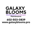 Galaxy Blooms