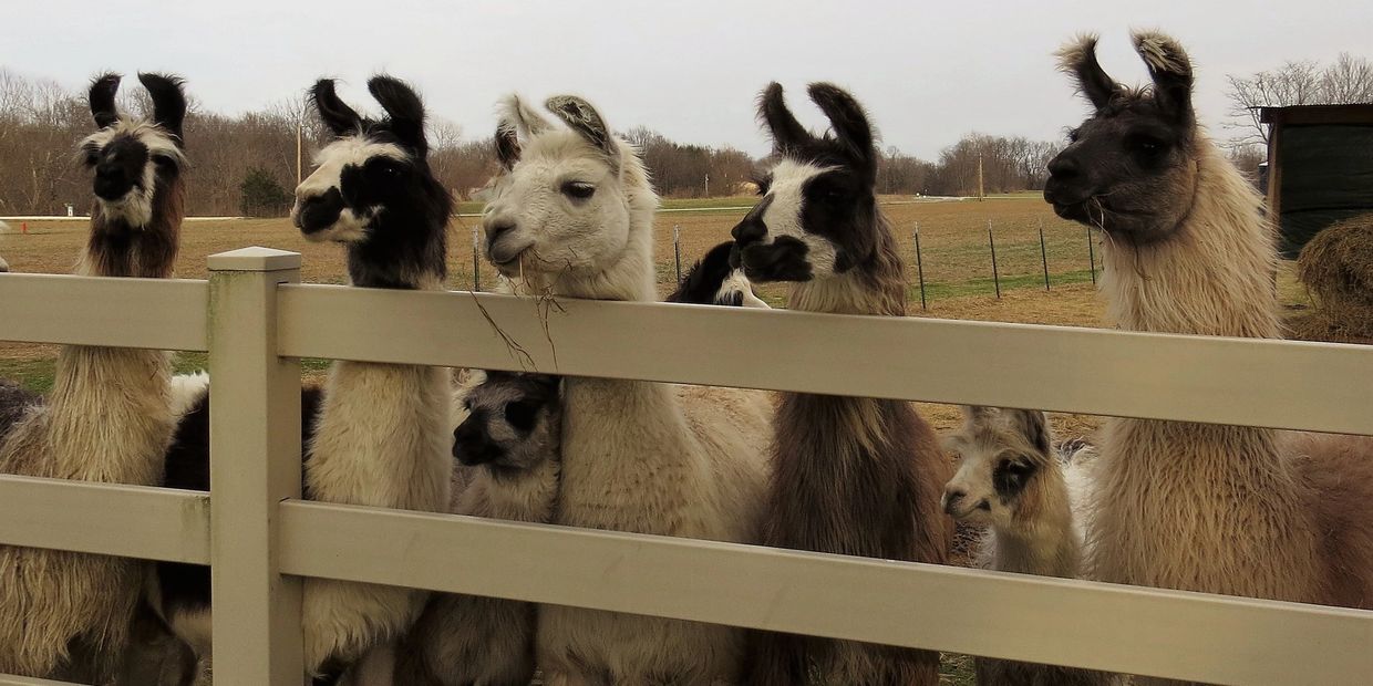 Help at our tiny llama farm and be creative in own pottery in Feldkirchen,  Austria