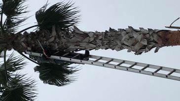 Person climbing a tall ladder to trim palm tree leaves.