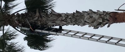 A person climbing a tall ladder to trim a palm tree.