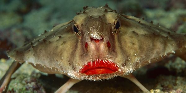 A wildlife photograph of lipped batfish in their habitat.