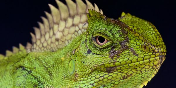 Humphead lizard as an example of wild animal photography.