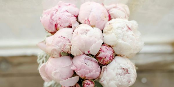 A bouquet of soft pink and white peonies in bloom.