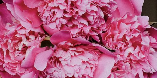 Close-up of vibrant pink peony flowers in full bloom.