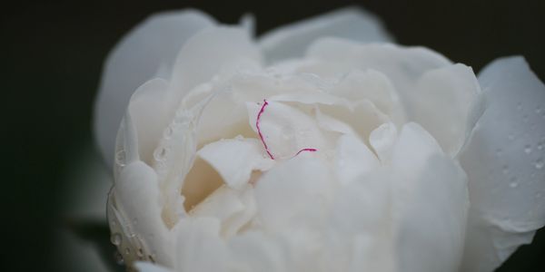 Close-up of a white rose with dew drops and a single red thread on its petals.