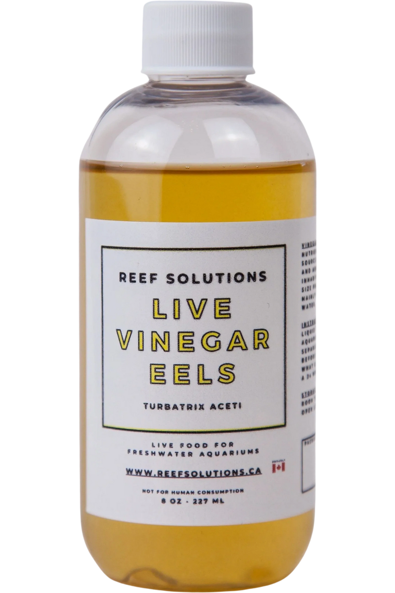 Live Vinegar Eels 8oz