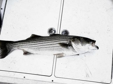 A striped fish lying on a white surface.