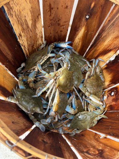 Fresh blue crabs gathered in a wooden basket.