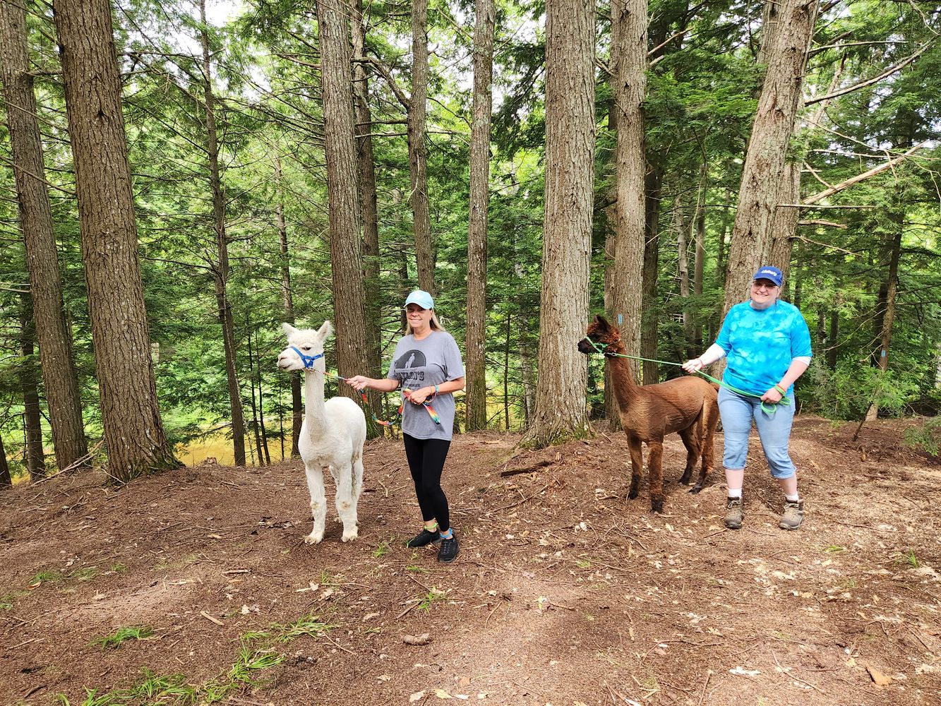 Maine Alpaca Experience Alpaca Socks, Alpaca Farm Tours