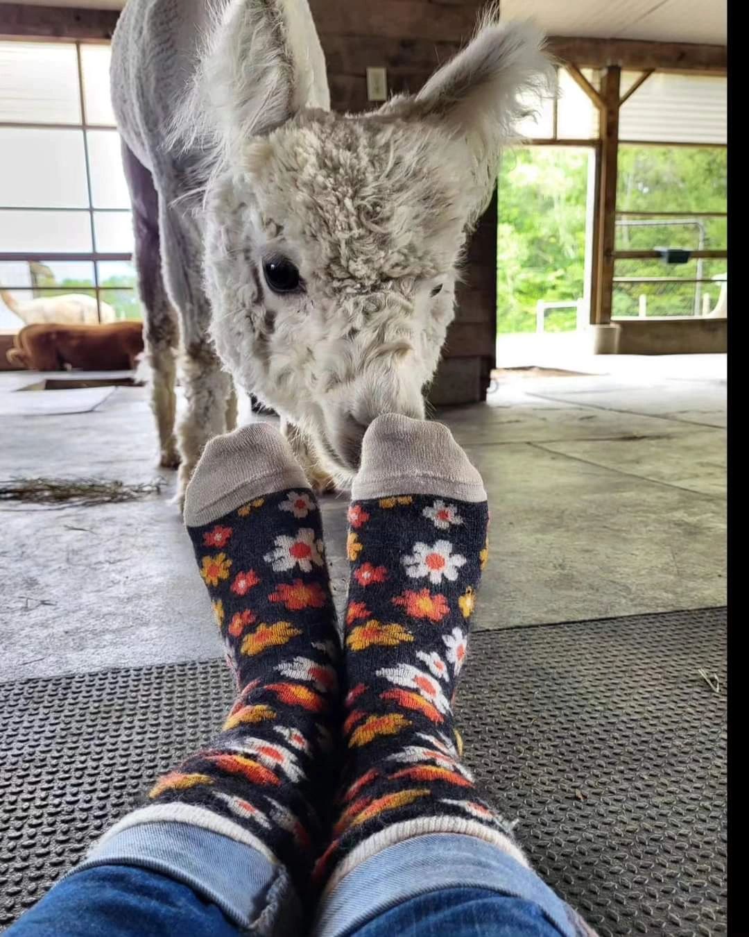 Maine Alpaca Experience Alpaca Socks, Alpaca Farm Tours