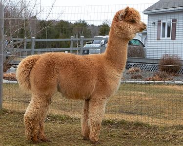 Alpaca Fleece, Skirted 2.5 Lb Huacaya Gray-brown Second Shearing