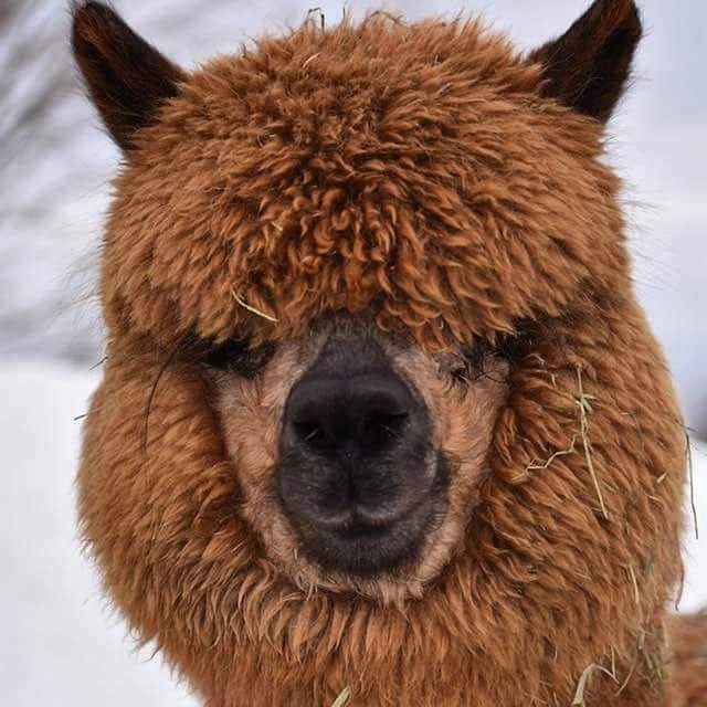 Maine Alpaca Experience Alpaca Socks, Alpaca Farm Tours