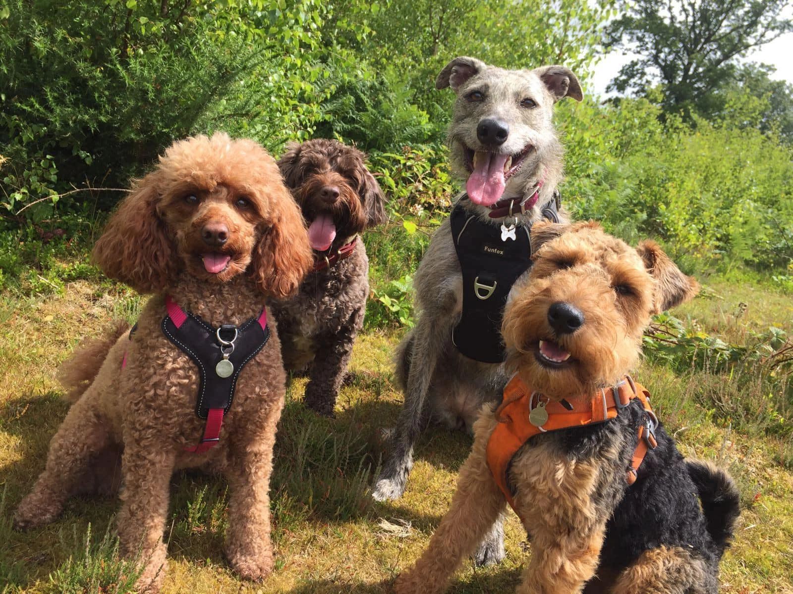 Home Page [sarahthedogcarer.com]