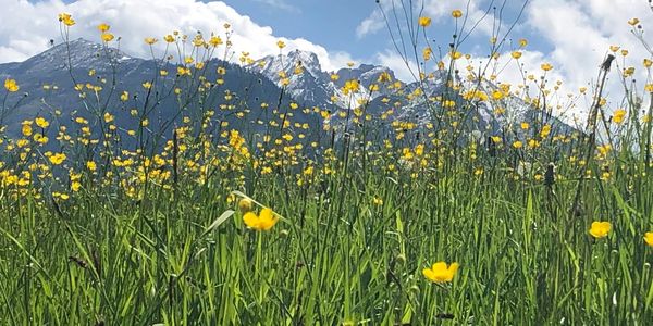 Yellow wildflowers bloom in a green meadow with mountains in the background.