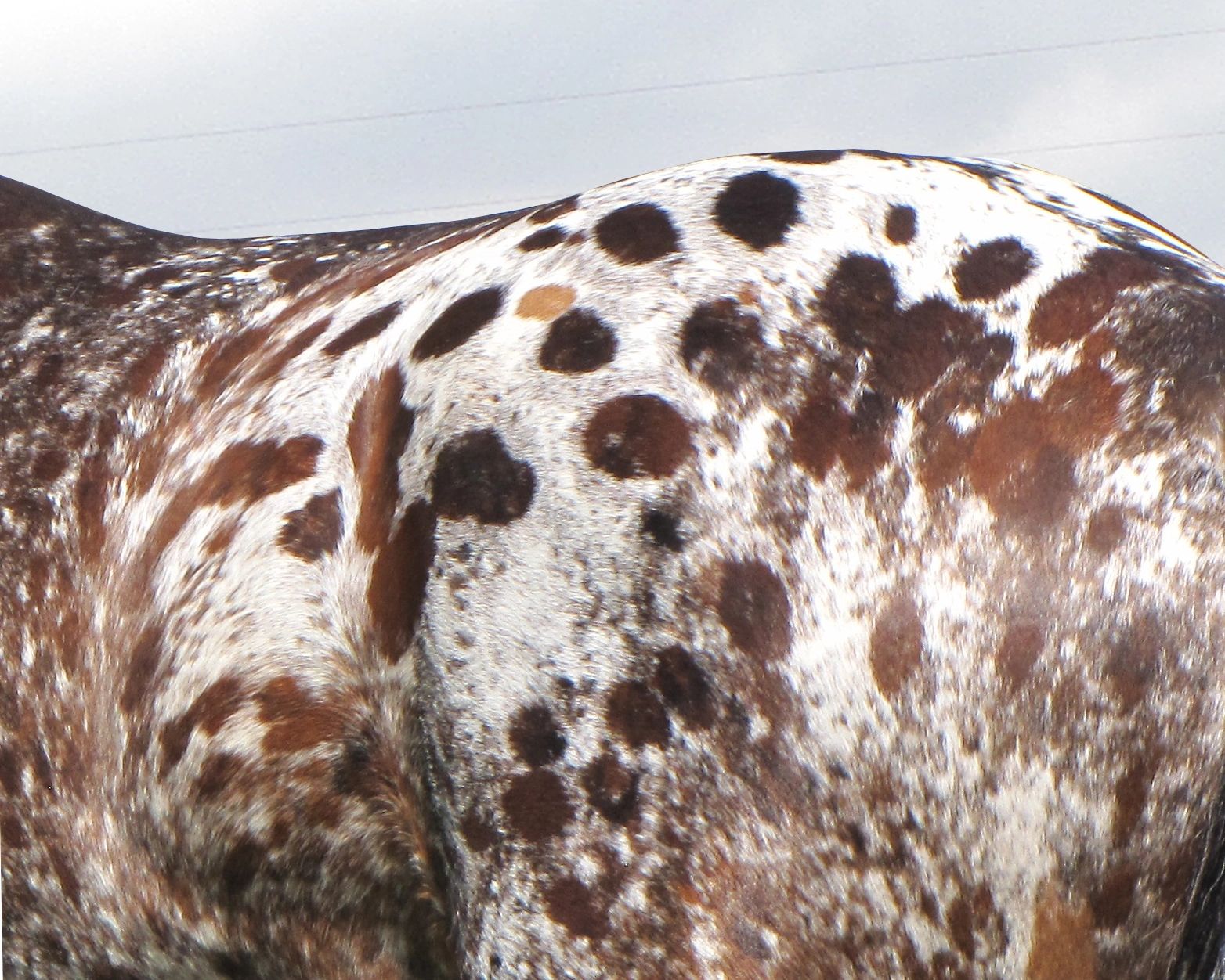 The Appaloosa, or Palouse Horse - Western Horseman