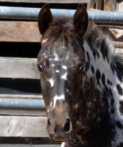 Appaloosa Panel 1  Veterinary Genetics Laboratory