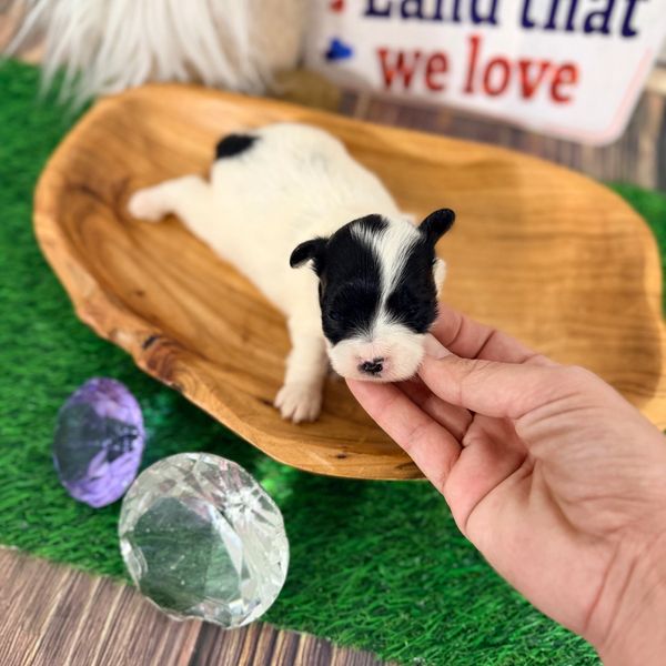 Tiny black and white puppy lying on a wooden platter.