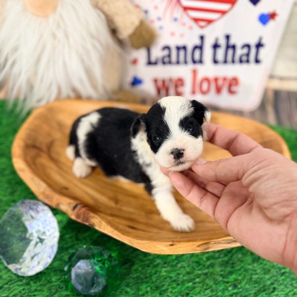 Cute black and white puppy being gently held.