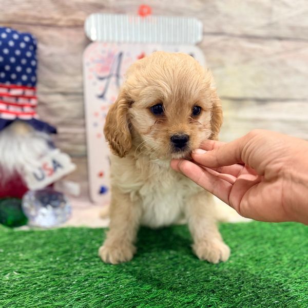 Adorable small light brown puppy being gently touched.