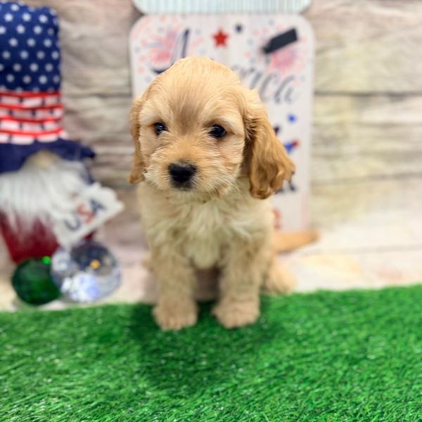 Cute light brown puppy sitting on green turf.