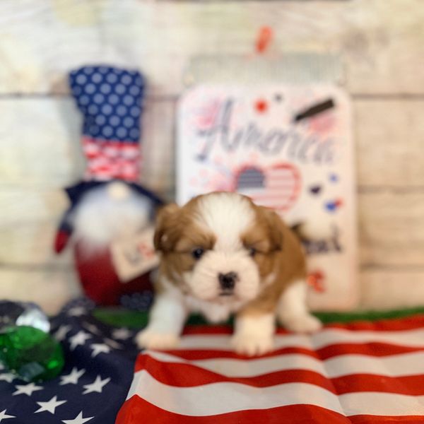 Fluffy puppy with patriotic decorations and American flag.