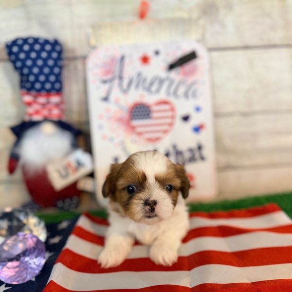 Cute puppy with patriotic decorations.