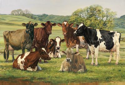 7 dairy cows: Ayrshire, Jersey, Milking Shorthorn, Red & White, Guernsey, Holstein, Brown Swiss
