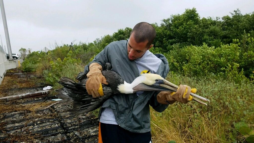 Seaside Seeks Injured Bird Rescue Volunteers!