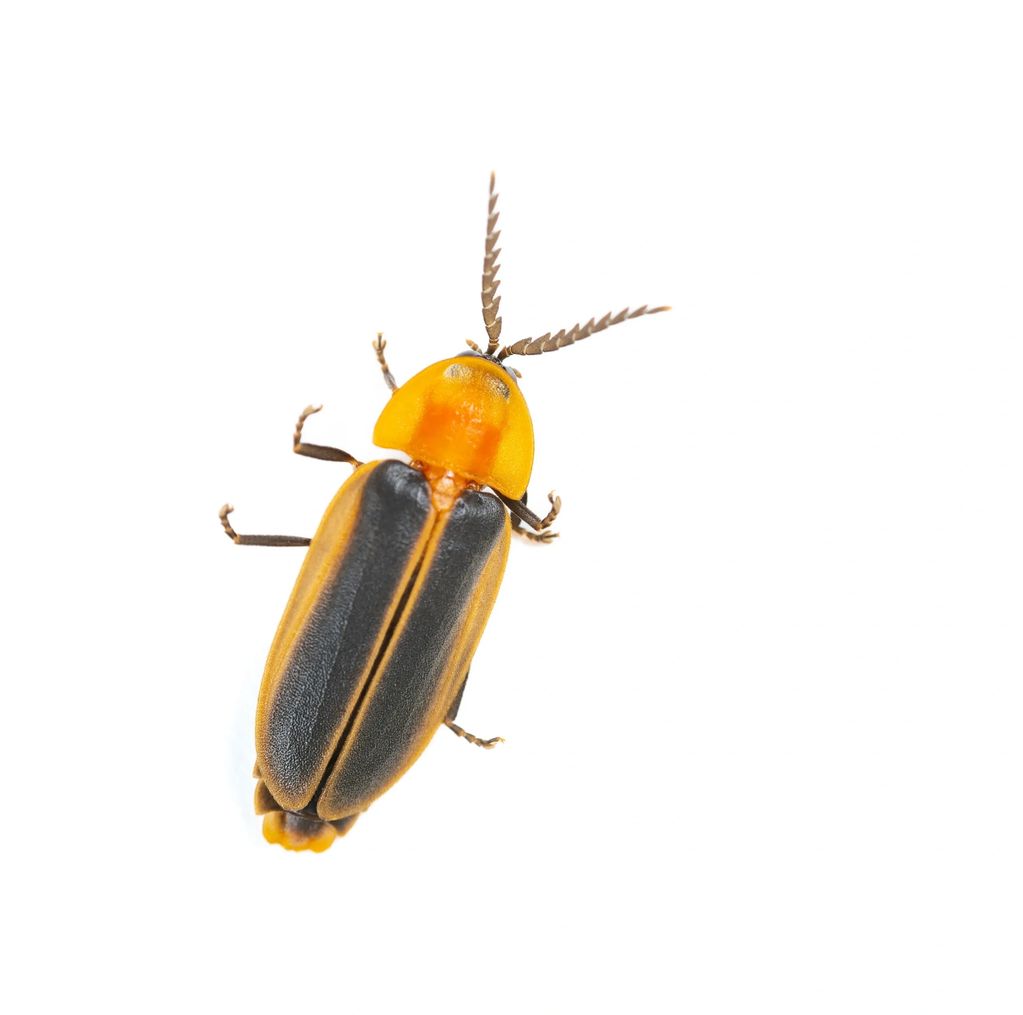 Firefly beetle